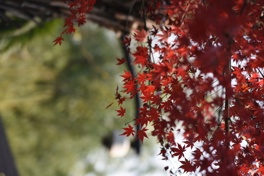 秋意