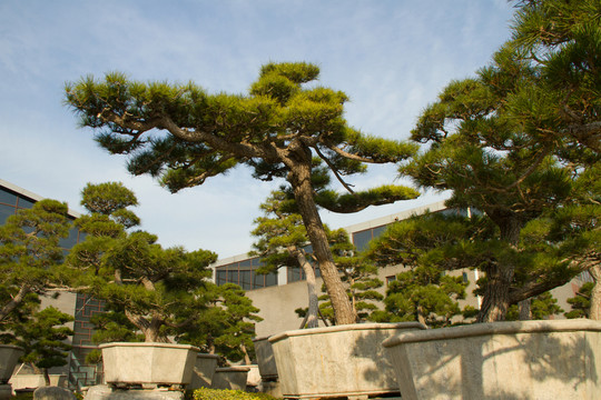 黑松 大型盆景