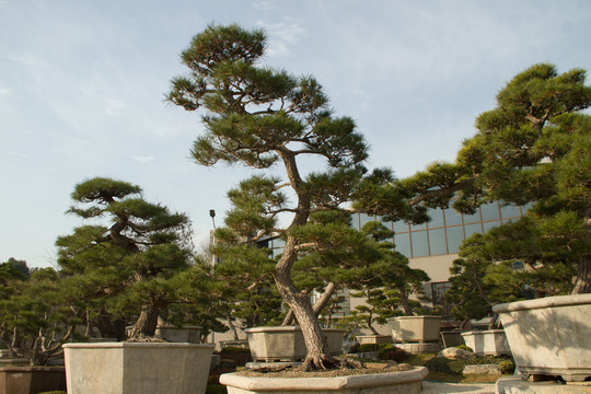 黑松 大型盆景 中國(guó)唐苑