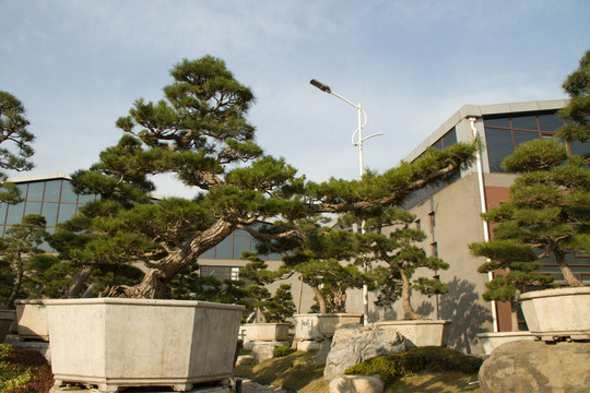 黑松 大型盆景 中國(guó)唐苑