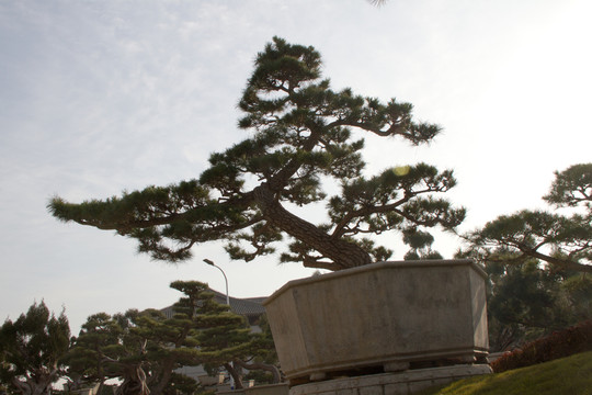 黑松 大型盆景 中國(guó)唐苑