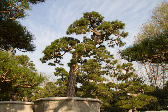 黑松 大型盆景 中國(guó)唐苑