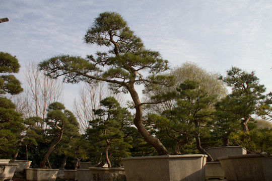 黑松 大型盆景 中國唐苑