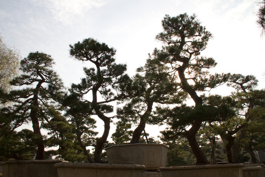 黑松 大型盆景 中國唐苑