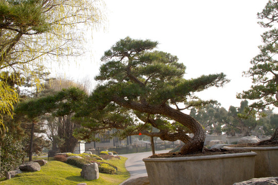 黑松 大型盆景 中國(guó)唐苑