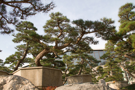 黑松 大型盆景 中國唐苑