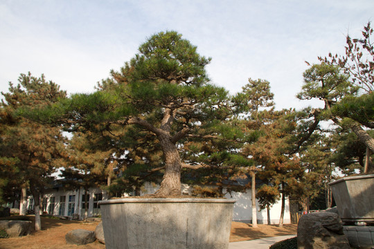 黑松 大型盆景 中國唐苑