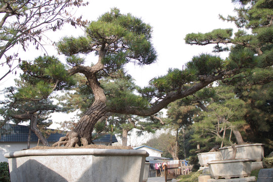 黑松 大型盆景 中國(guó)唐苑