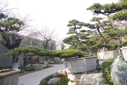 黑松 大型盆景 中國唐苑