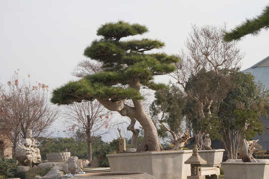 黑松 大型盆景