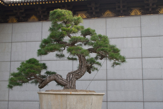 黑松 大型盆景