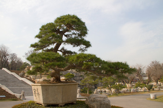 黑松 大型盆景