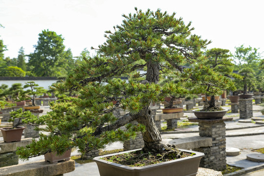 盆景