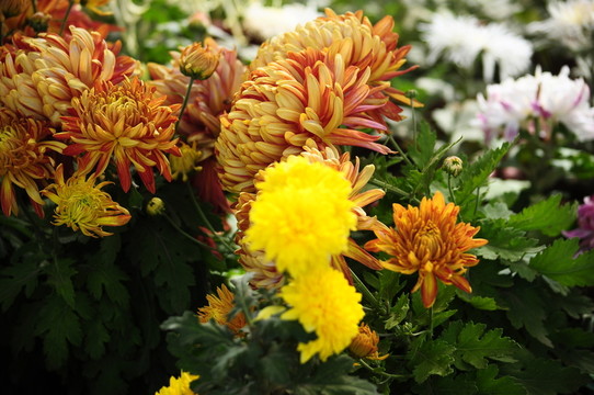 菊花