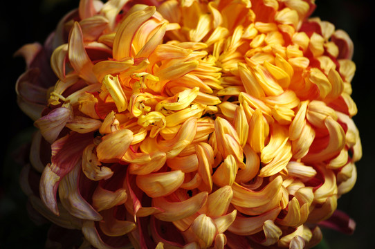 菊花
