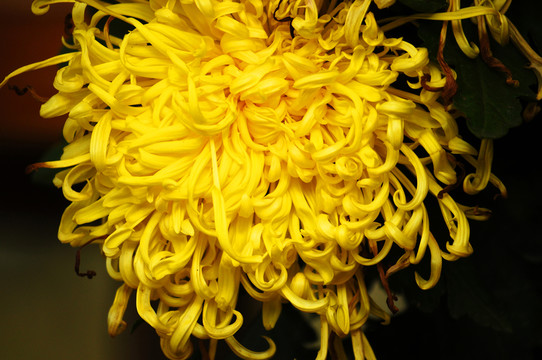 菊花