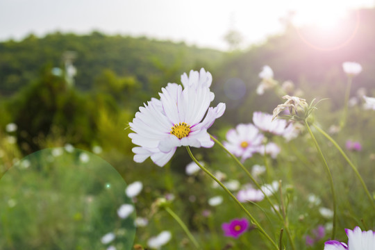 花