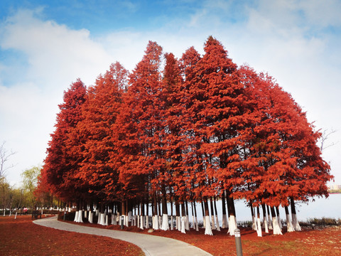 紅杉樹