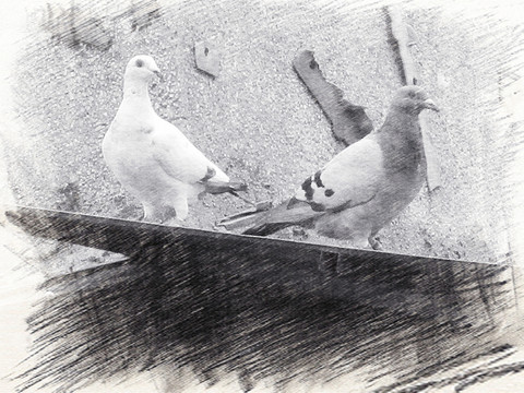 寫生素描 墻壁上的兩只鳥
