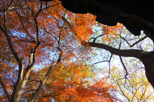 樹枝天空 紅葉藍(lán)天