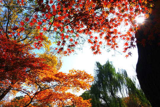 紅葉藍(lán)天