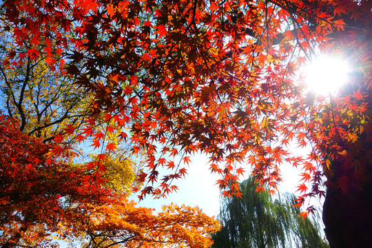 楓葉紅了