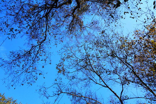 樹(shù)枝天空