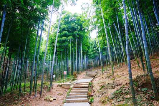 竹林竹海