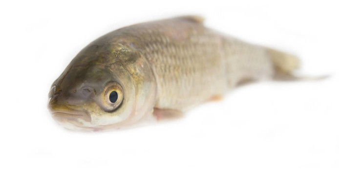 白草魚(yú)