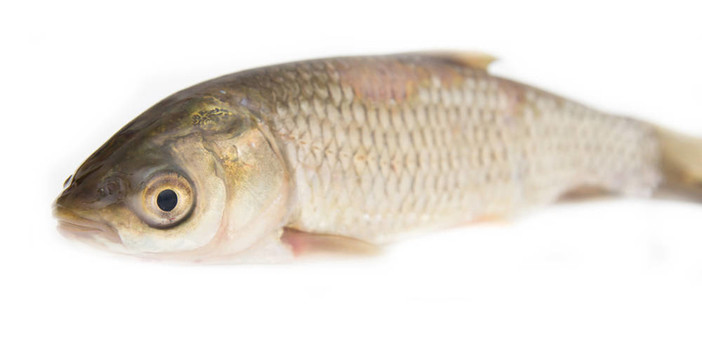 白草魚