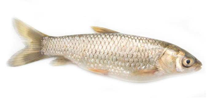 白草魚(yú)