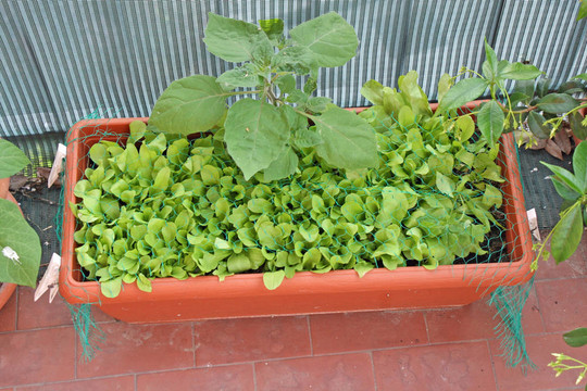 陽(yáng)臺(tái)上蔬菜園種植的新鮮綠色沙拉