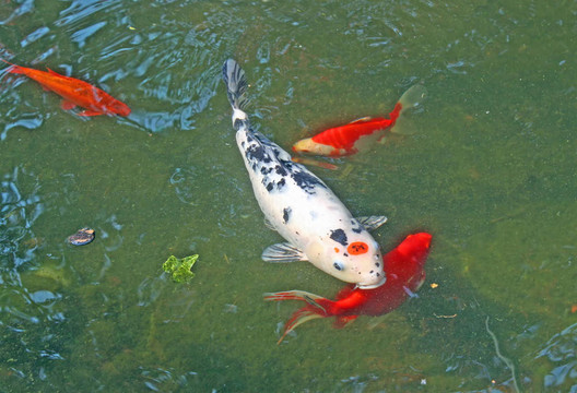 魚缸里的大紅色魚