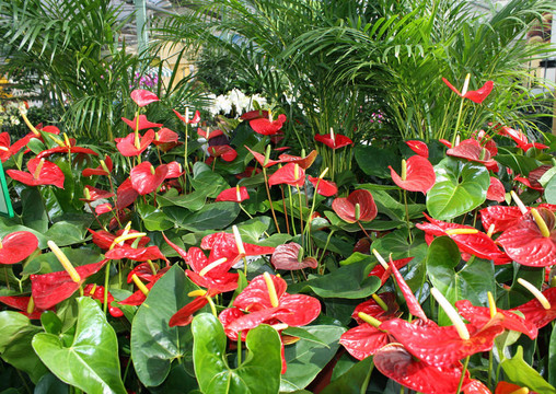 在苗圃中鮮花花店銷售spatifilum
