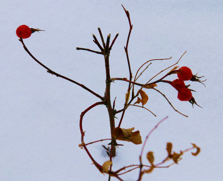 雪中紅豆