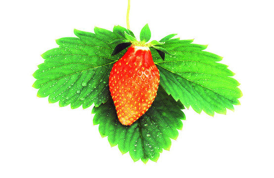 Strawberry在床單上