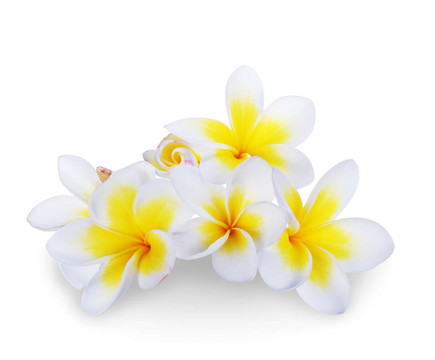 雞蛋花溫泉花