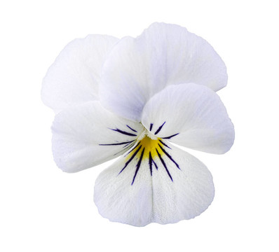 堇菜花