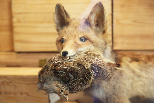 釀野雞和Fox