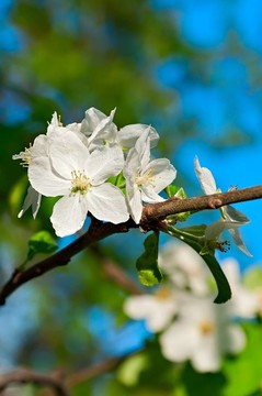 開(kāi)花的蘋果樹(shù)