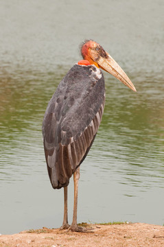 彩繪鸛鳥；Mycteria leucocephala