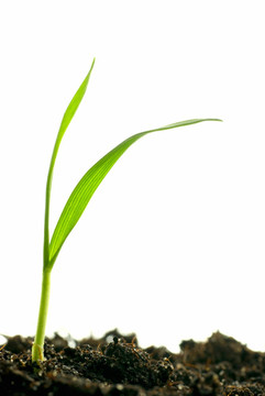 孤立的植物