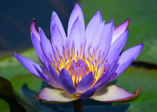 紫蓮花
