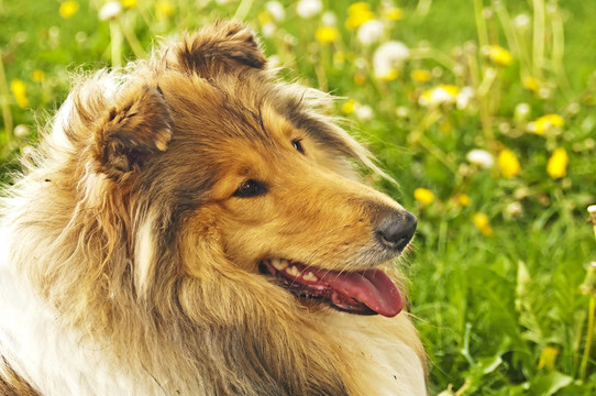 牧羊犬