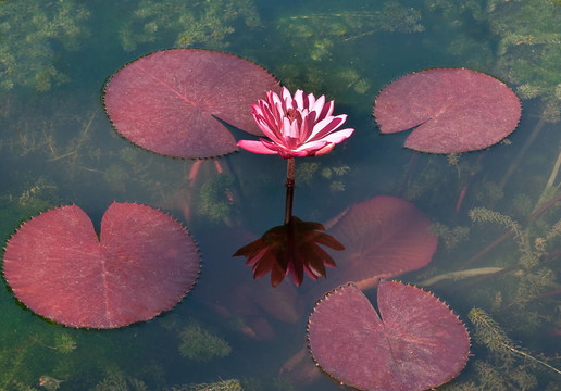池塘粉紅蓮花