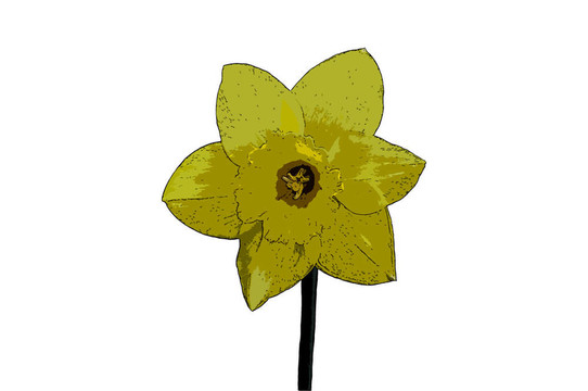 水仙的花