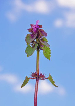 Red Deadnettle（Lamium象草）