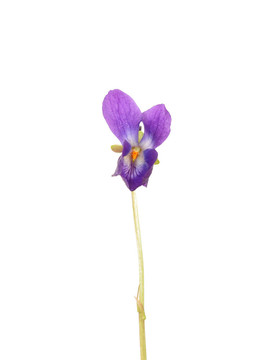 堇菜花
