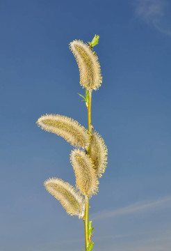 柳花
