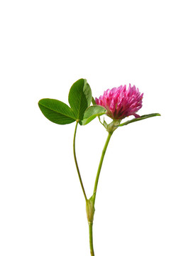 紅車軸草（Trifolium pratense）